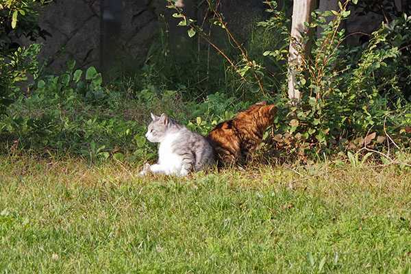 chrom and kuratan sunbathing