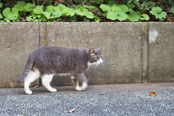 レックス　右へ　警戒