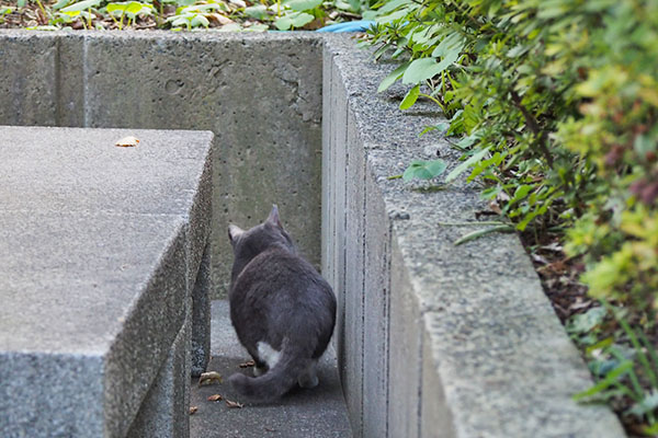 レックス　食べる前に上見る