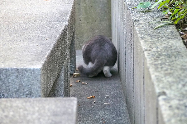 レックス　食べてる後ろ姿