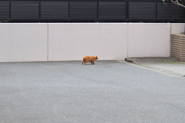 遠くに茶トラ　コンタ