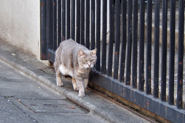 グリ　進んでる