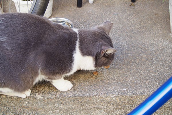 ちびにゃん　すぐ食べる