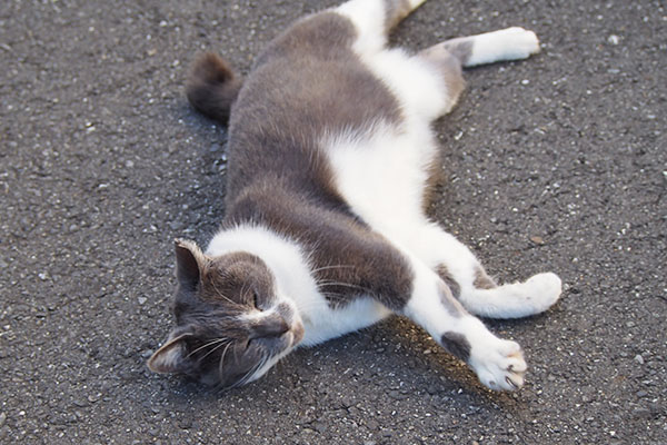 ちびにゃん　右へ