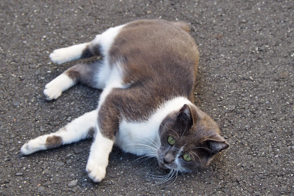 ちびにゃん　遠く見る