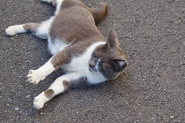 ちびにゃん　左