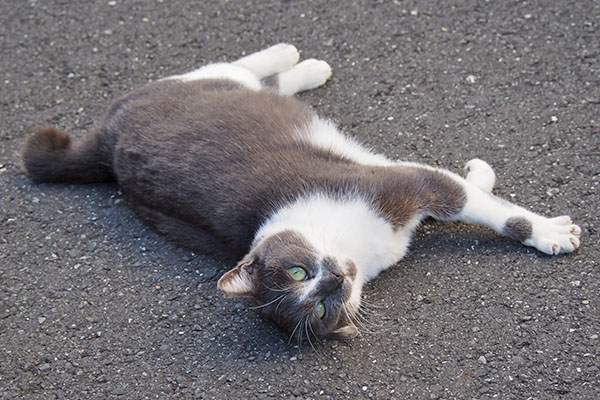 ちびにゃん　再度右で可愛く見てた