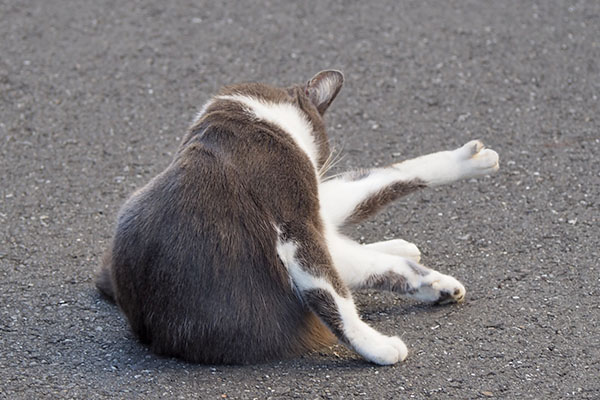 毛繕い開始　ちびにゃん