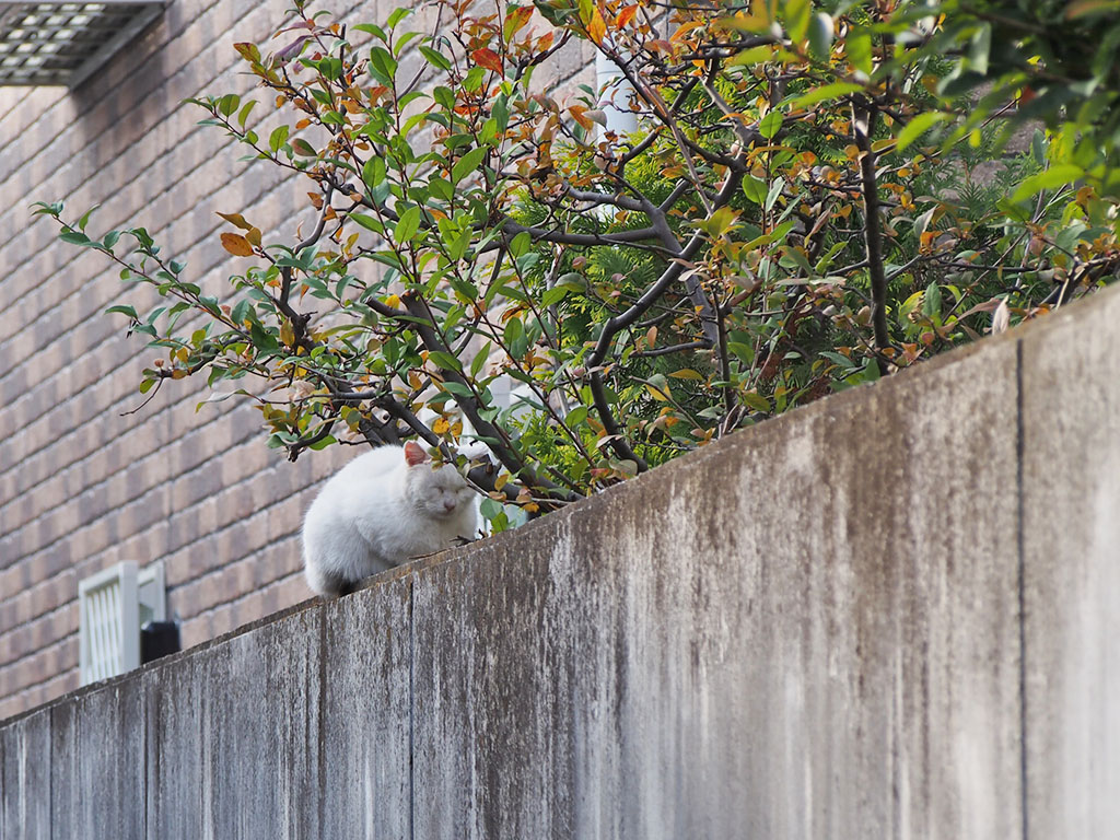 usagi on the wall