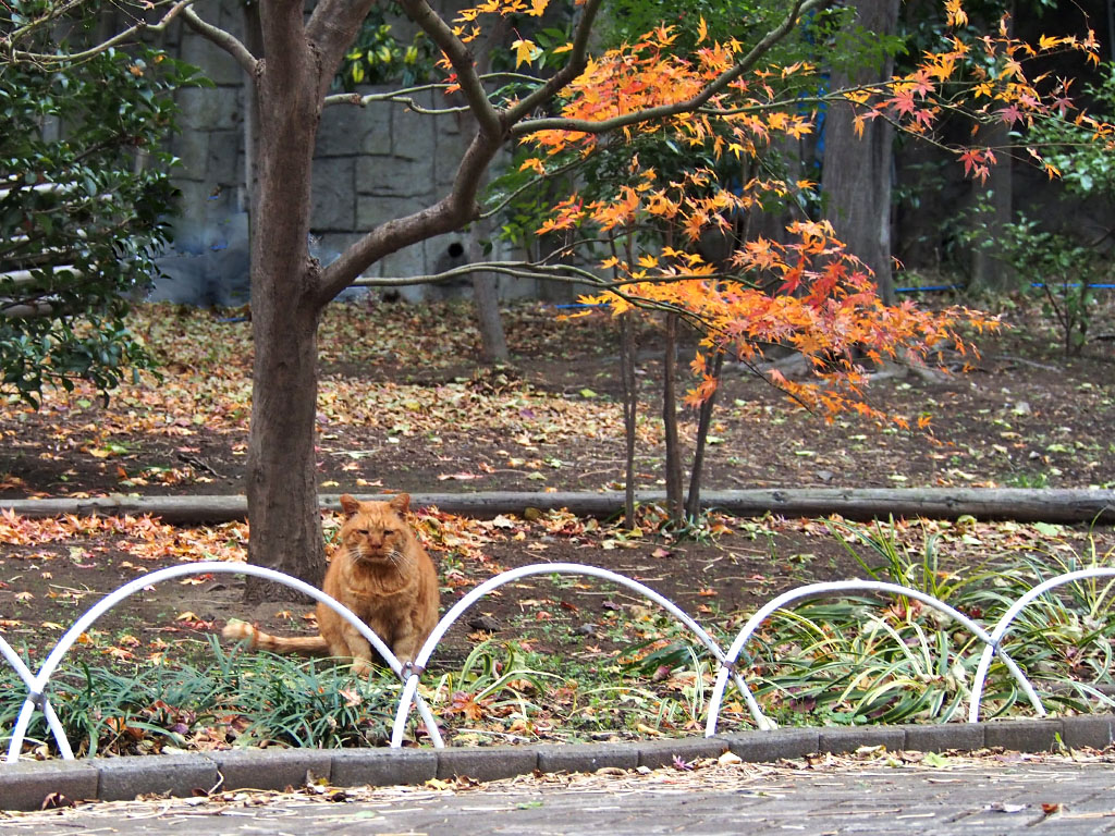 コルレと紅いもみじ