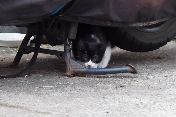 チョモ　バイクの下に