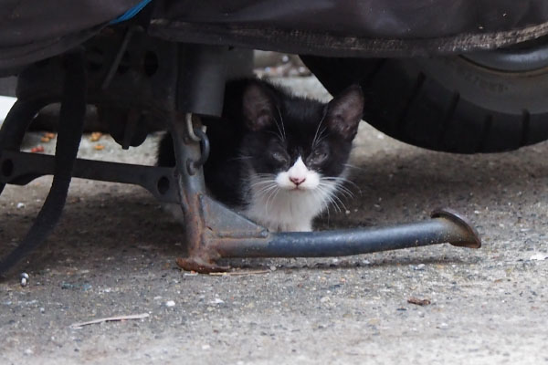 chomo under the bike