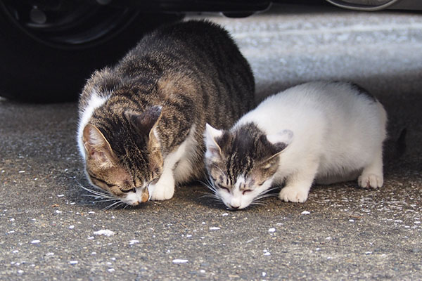 アイスとさくら　３