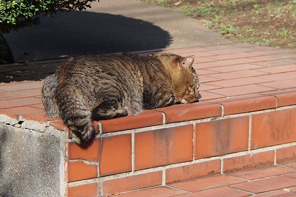 寝ていたトッキー坊や