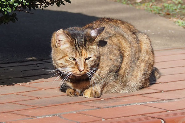 猛獣の匂いがするにゃ　サキ