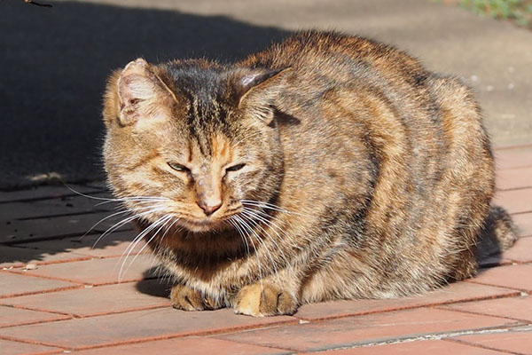 サキ　怖い顔でトッキーを見る