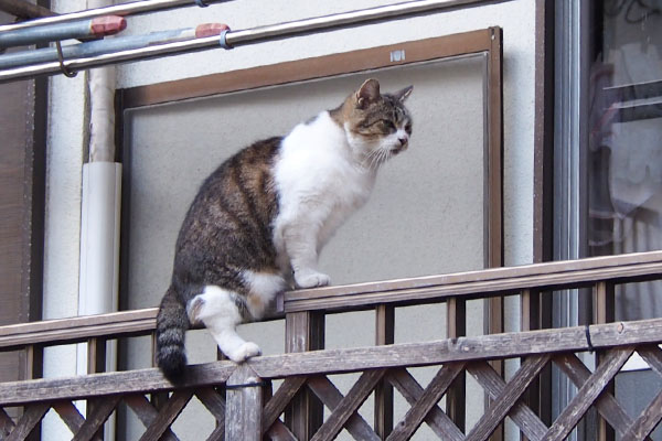 momo on the fence