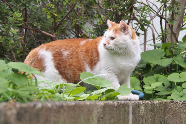 プリン　ハッと振り返る