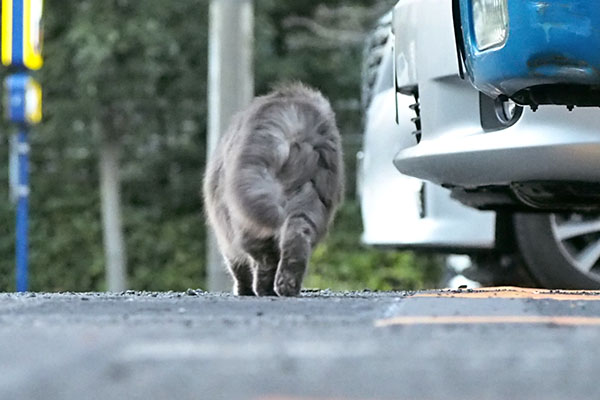 マフ　去って行く３