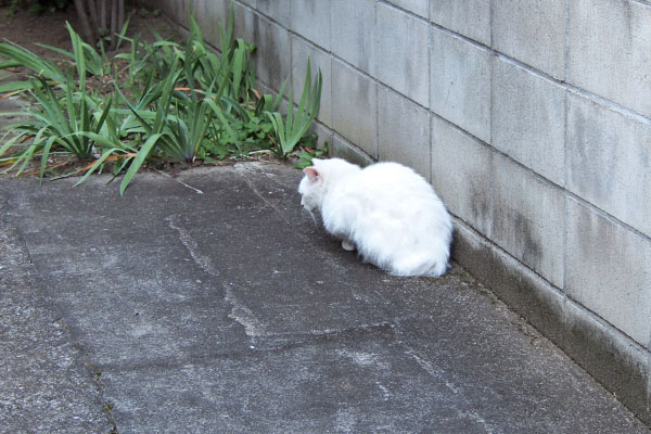 シュニ　小さく見える背中