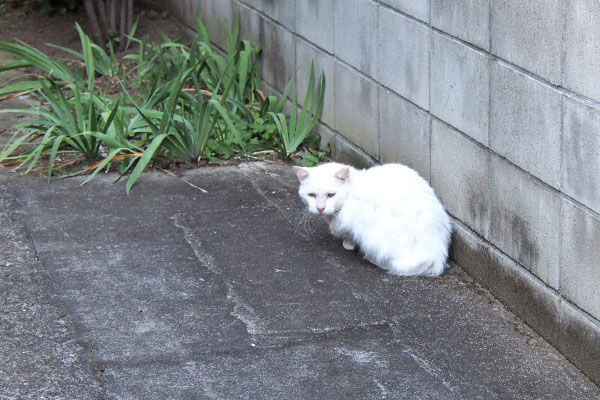 シュニ　こっち見る