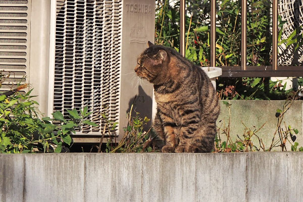 ロキ　横向く