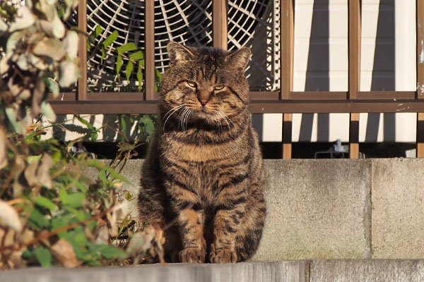 ロキ　正面甘えん坊な感じ