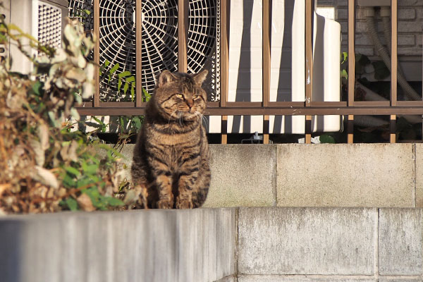 ロキ　遠くを見てる