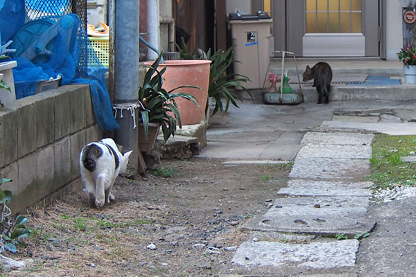 コチュが密かに接近