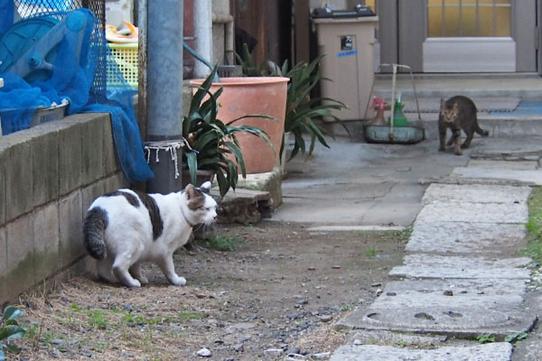 コチュ　気づかれた