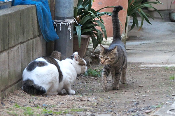 こい太しっぽ上げてコチュをスルー