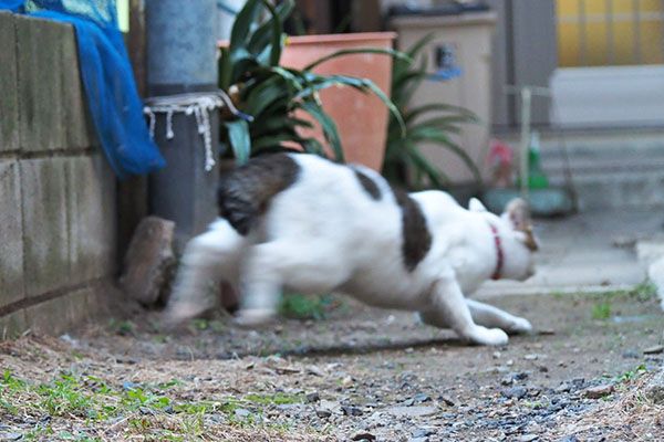 コチュ　うにゃーと逃走