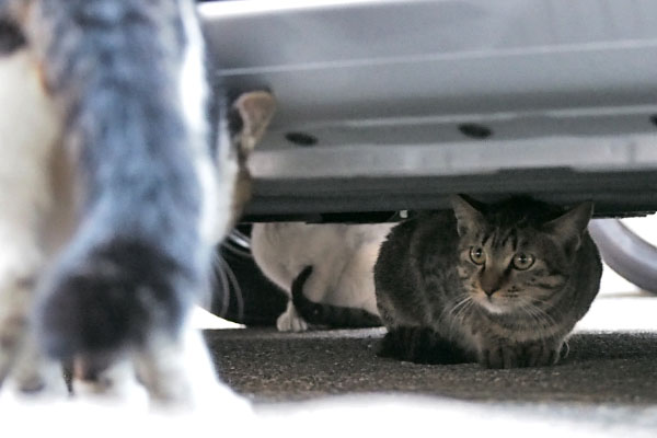 Koita staring his father cat