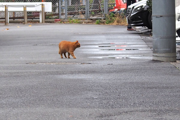 mamacat walking after rain