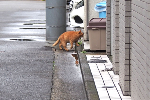 茶トラママ　入る