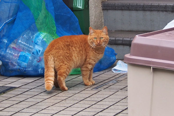 茶トラママ　振りむく