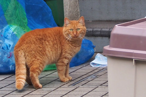 ginger cat mama turn face