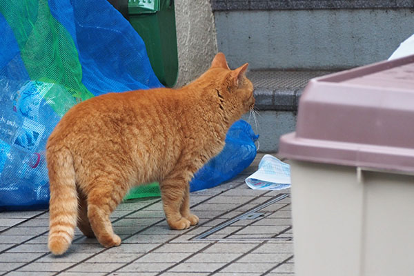 茶トラママ　前を見る