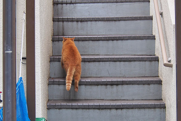 茶トラママ　階段