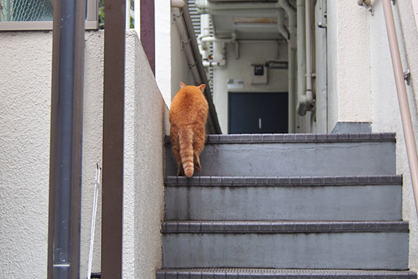 茶トラママ　階段端っこ