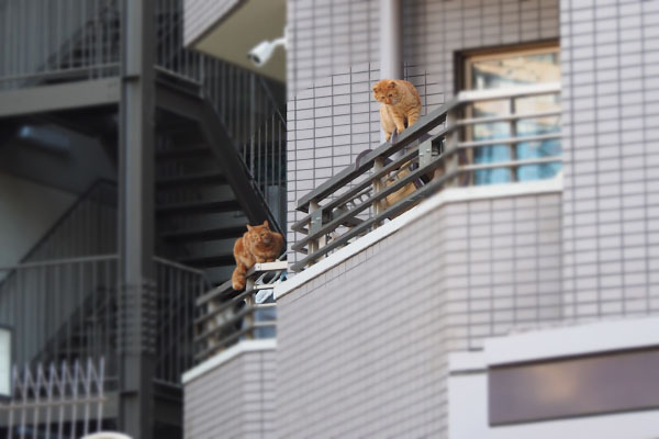 茶トラ２　ベランダ