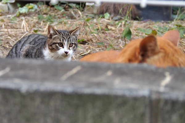 仔猫が見つめる