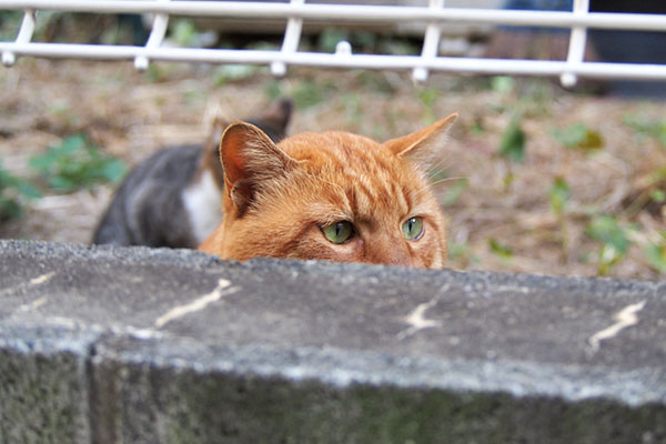 トトが居る