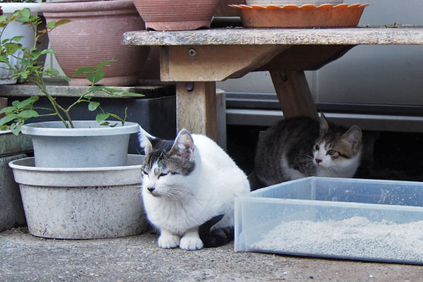 アイスの背後にコルビ来る