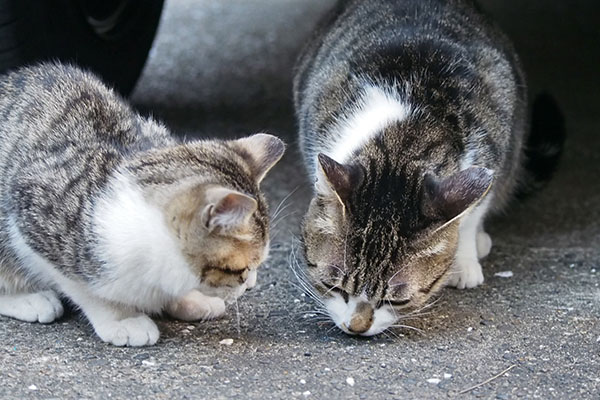 さくらのところへコルビ来た