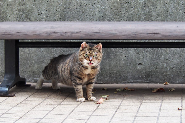 フォックス　折りて来て伸び