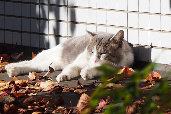 daruta nap in the sun