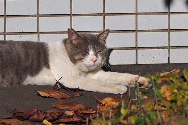 ダル太お顔