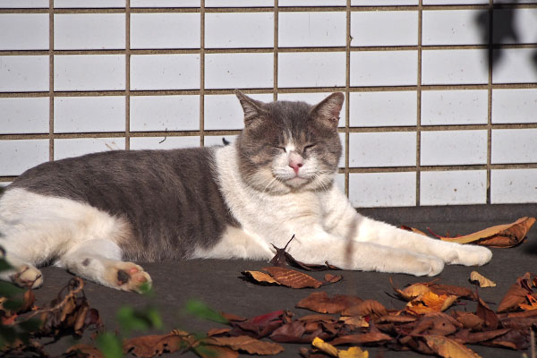 ダル太　顔が丸い