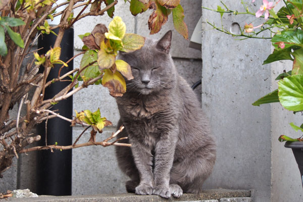 ロシグレ　こっちに来るにゃ